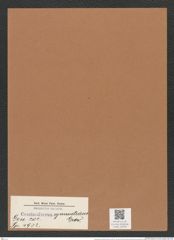 Coscinodiscus symmetricus Grev. (de-Toni-Nr.: Genus 202, Species 4932) Zeichnungen Sammlung Grunow Mappe 04760 (Herbarium_W_Grunow_drawings_Folder_04760)